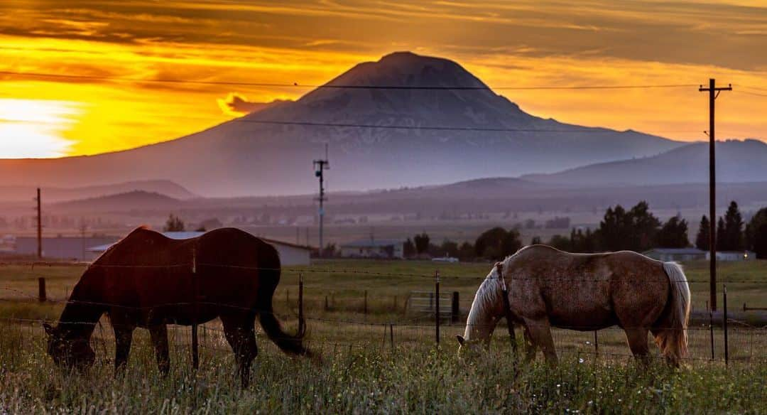 ボー・マーショフのインスタグラム：「This was last week somewhere  east of the #cascades in eastern Washington 😊#bojack #horse #sunset #photography」