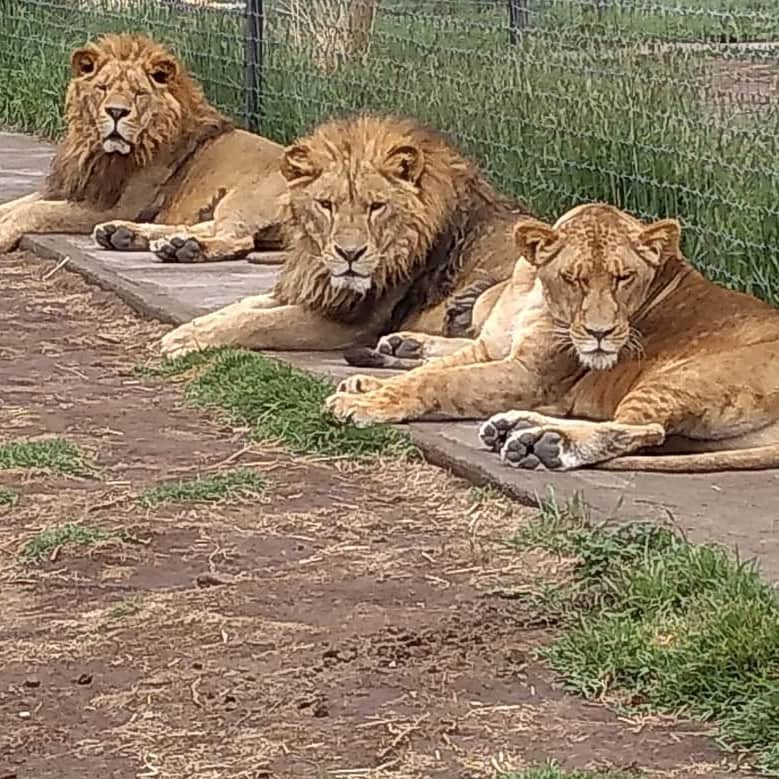 Black Jaguar-White Tiger さんのインスタグラム写真 - (Black Jaguar-White Tiger Instagram)「Arnold, Rocky & Lana :) #TheMiraclePrideBJWT #SaveLions」6月29日 1時05分 - blackjaguarwhitetiger