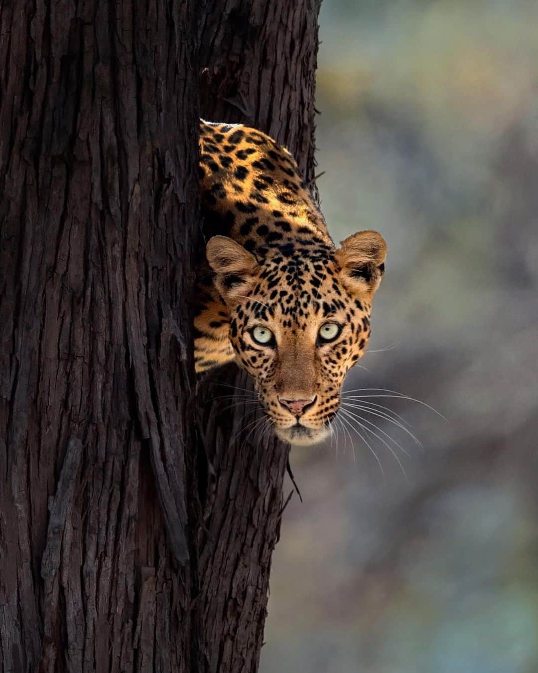 Discoveryさんのインスタグラム写真 - (DiscoveryInstagram)「“A nervous Cleopatra keeps a close eye on the ground below.” 📸 by Mithun Hunugund (@mithunhphotography) . . . . #photography #photooftheday #explore #naturephotography #nature #potd #travelIG #wow #wildlife #wildlifeIG #Cleopatra #leopard #jungle #wow #TGIF」6月29日 0時58分 - discovery