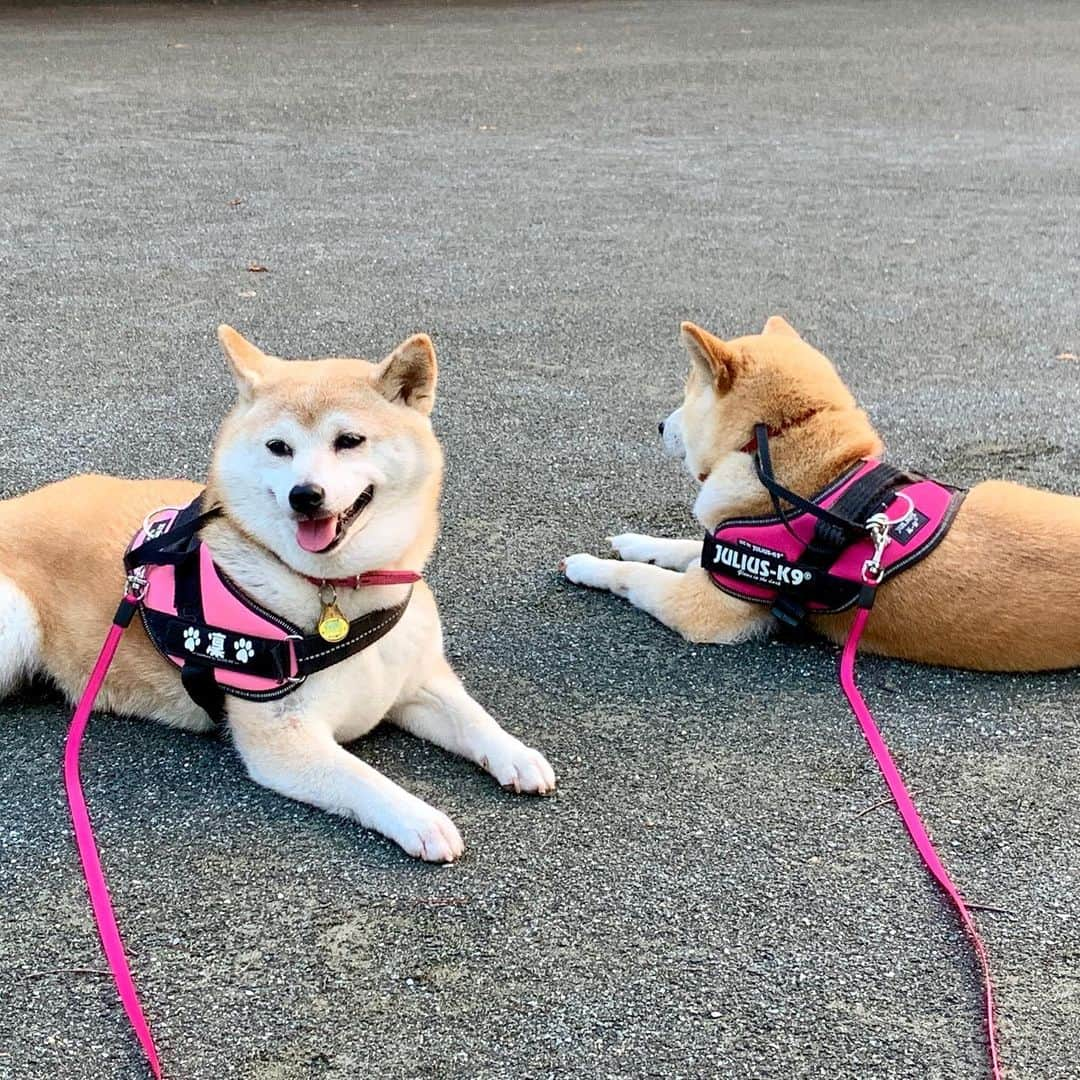 linnmamaさんのインスタグラム写真 - (linnmamaInstagram)「チーム・ピンク💖結成〜スワイプしてね😊〜①夕方散歩の公園で、先に大仕事💩を済ませて、休憩しながら待ってる凜と麗〜ふたりは見た目だけじゃなくて、やることなすことそっくり❤️〜麗は凜の真似をしてれば間違いない…と思ってるみたい😊〜とにかく人間の話すことや、やることもよく観察してるふたり💕〜②ふたりはハーネス(ちょっと色が濃淡だけど)もフレキシリードもピンク💕たまたま私の服もピンク💕〜今日はチーム・ピンク💖結成だね😍〜なぁーんてどうでもいいことを考えていた飼い主です💕〜そうこうしてる間に純と翔も大仕事💩完了〜いつものようにみんなで家路につきました😍  #柴犬#dog#柴犬凜の勇気凜々every day#shibastagram」6月29日 1時09分 - linnmama