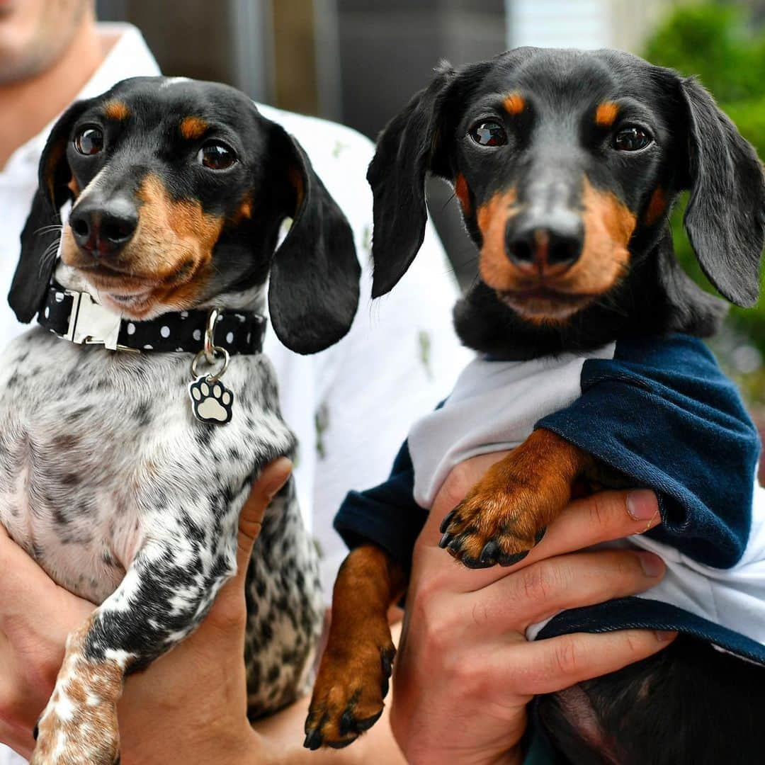 Crusoe the Celebrity Dachshundさんのインスタグラム写真 - (Crusoe the Celebrity DachshundInstagram)「“I think Reese has the eyes for me🥰” ~ Crusoe (Reese of @harlowandsage while at Petcon this past wkd)」6月29日 1時20分 - crusoe_dachshund