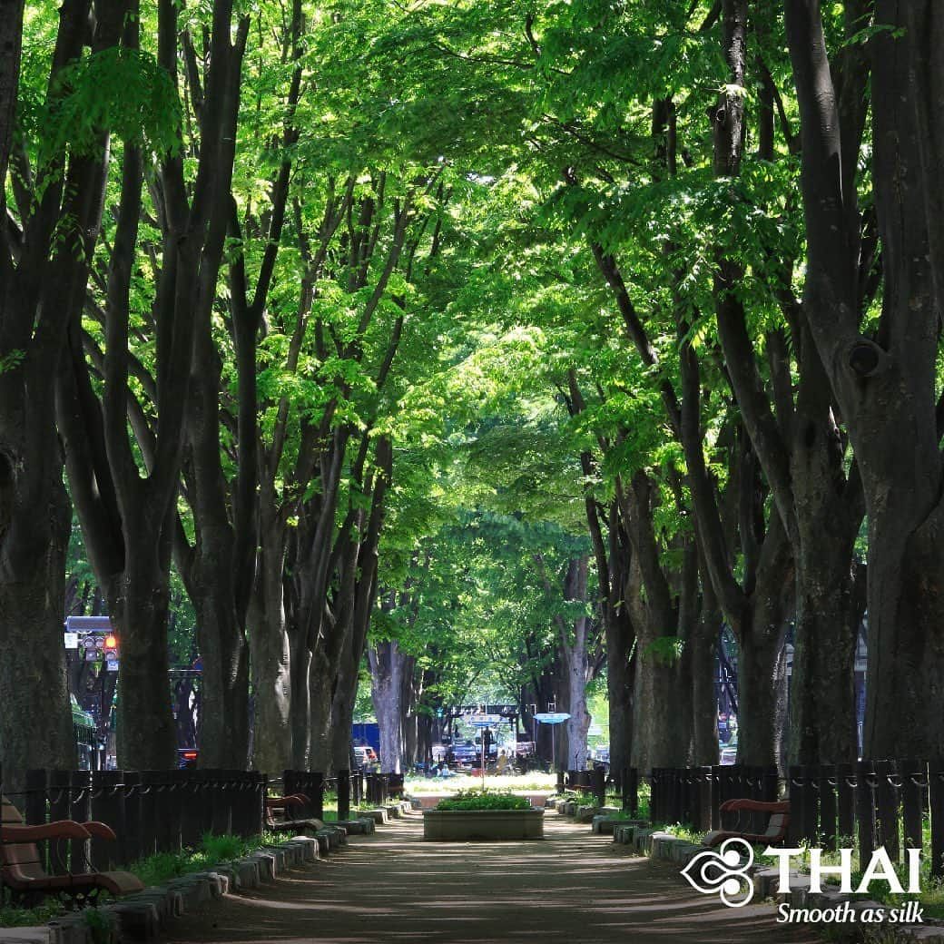 タイ航空さんのインスタグラム写真 - (タイ航空Instagram)「Lined with verdant zelkova trees along the way, Jozenji Street is the symbol of Sendai, Japan, as well as its main shopping street. It's considered as one of the main reason why Sendai is known as the "City of Trees". . #ThaiAirways #Sendai #JozenjiStreet #JozenjiDori #Japan #FlyTHAItoSendai」6月29日 1時24分 - thaiairways