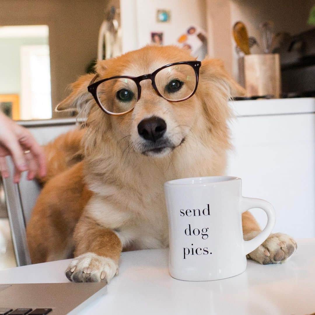 The Dogistさんのインスタグラム写真 - (The DogistInstagram)「Dogist diner mugs! Sure, your cabinet is already jam packed with mugs. There’s the one you found at a thrift store that your bf said was dumb but you got it anyway and now it’s here to stay. There’s the one your niece made you at camp that you only use when she visits. But have you ever stopped to consider what your dog thinks of your mugs? That’s what we thought, and we forgive you. Introducing The Dogist classic diner mug and SEND DOG PICS mug. Shop at the link in bio.」6月29日 1時28分 - thedogist