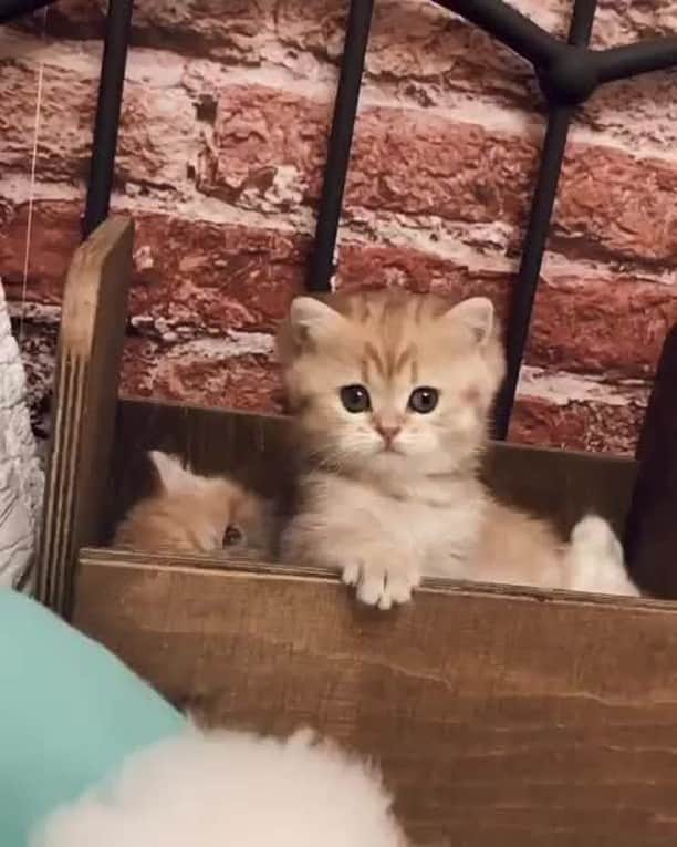 のインスタグラム：「Sibling be like⠀ ⠀ 📹@fluffy_nerfs⠀ ⠀ #meowed #kitten #BritishShortHair #siblingsfight」