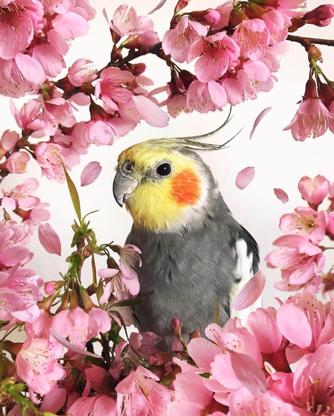 Jackのインスタグラム：「🌸✨🌸」