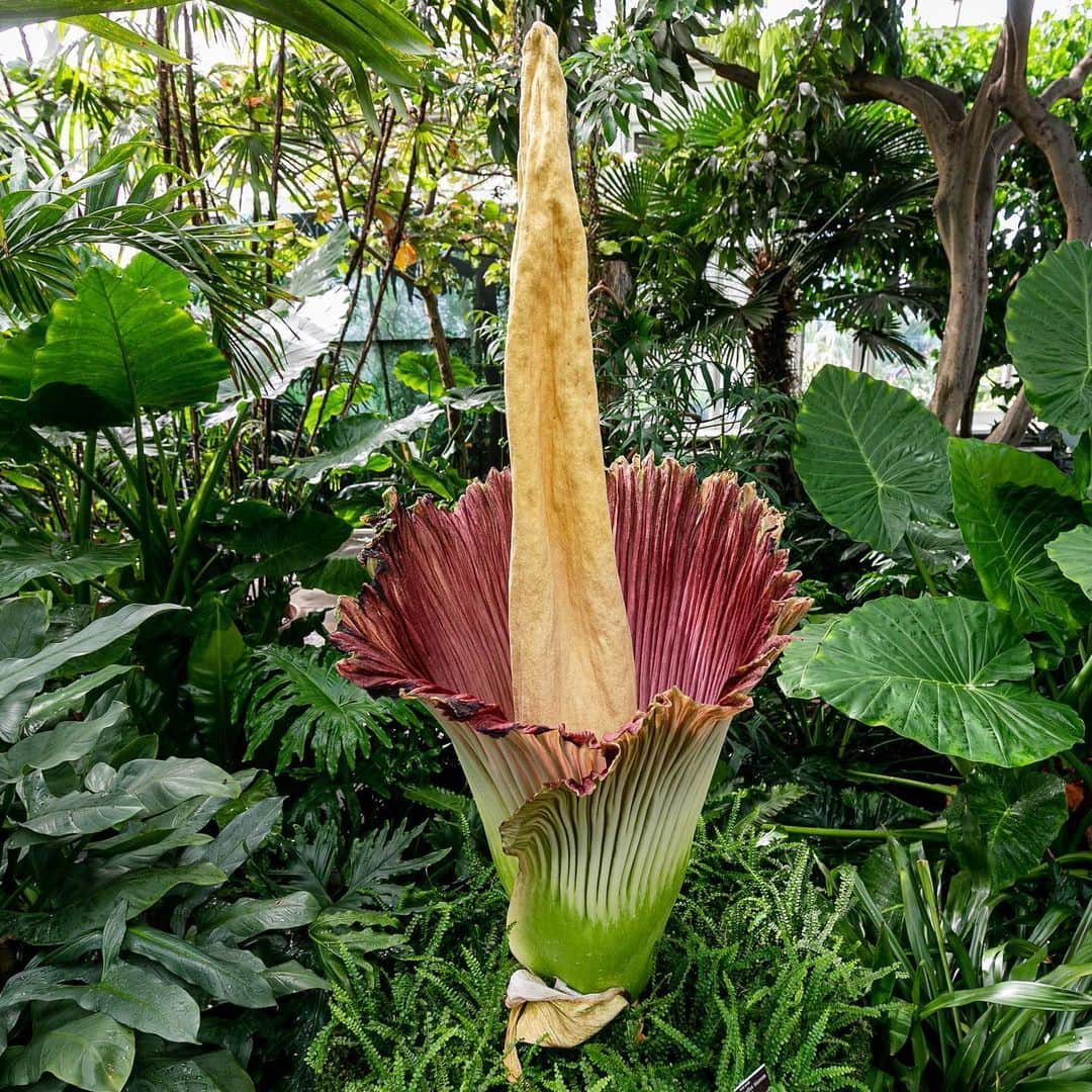 ニューヨーク植物園さんのインスタグラム写真 - (ニューヨーク植物園Instagram)「The 2019 corpse flower is blooming today, enjoying the sunshine (and the swarming flies). We’ll be keeping things going into the evening with extended hours, so everyone has a chance to catch this special #Amorphophallus moment. Grab a complimentary #plantlove fan starting at 5 p.m. while supplies last, then stick around for Corpse Flower Happy Hour from 6 to 8 p.m.」6月29日 2時27分 - nybg