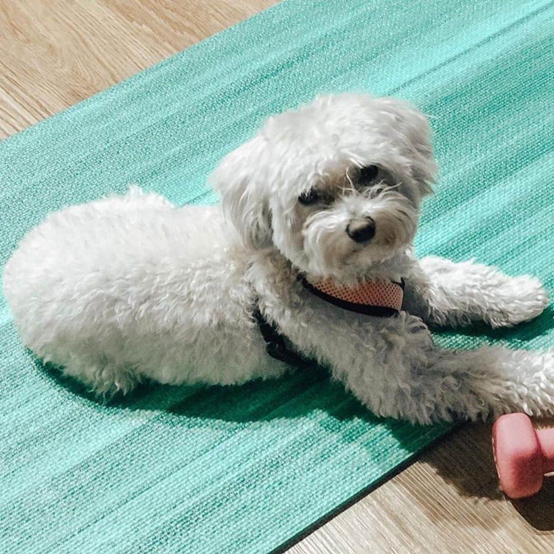 ハガーマガーさんのインスタグラム写真 - (ハガーマガーInstagram)「It’s Friday, be happy! Also, check out cutie-pie @margotmaltipoo on her favorite Nature Collection yoga mat. 💖」6月29日 2時27分 - huggermuggeryoga