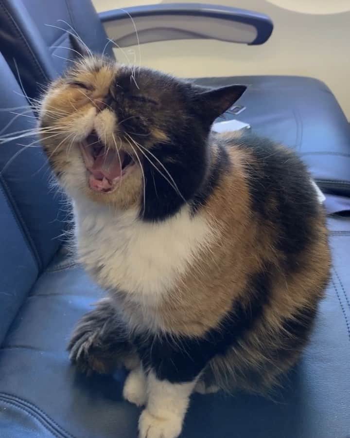 Pudgeのインスタグラム：「Pudge on a plane ✈️ on her way to @catconworldwide! She always impresses me (and everyone else on the plane) with how relaxed she is. Her meet & greet at CatCon for Saturday and Sunday are all sold out! We’re so excited to meet everyone this weekend 💙」