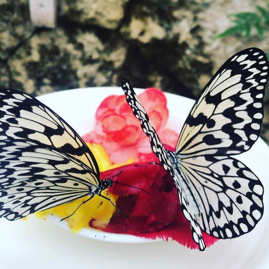 緑友利恵さんのインスタグラム写真 - (緑友利恵Instagram)「#沖縄 #琉宮城蝶々園 #japan #okinawa #butterfly #cute #beautiful  #unknownjapan #travel #sightseeing #instatravel #mariposa #lindo #hermosa  #turismo #viajes #오키나와 #나비 #귀여운」6月29日 12時46分 - yurie_0416