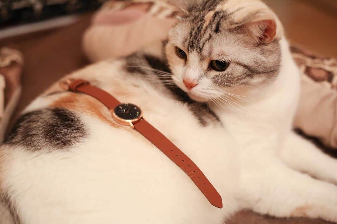 Natsukiさんのインスタグラム写真 - (NatsukiInstagram)「なんだか、しーちゃんの食欲が止まりません^^; でぶまっしぐら…笑 病気してから、食べてくれること自体が安心材料なので、まぁいっか、と思ってしまうのもいけないのか…。 #cat  #scottishfold  #猫のいる暮らし ✳︎ここからはPRです。✳︎ @liakulea_japan様より、素敵な時計をいただきました  ハワイの星空をイメージした文字盤がきれいで、が吸い込まれそうです(^^) クーポンコード「milky517」の使用で10％OFFですので、気になる方は是非！ ＃腕時計 #liakulea #腕時計 #時計 ＃腕時計倶楽部 #手元倶楽部」6月29日 12時55分 - milky517