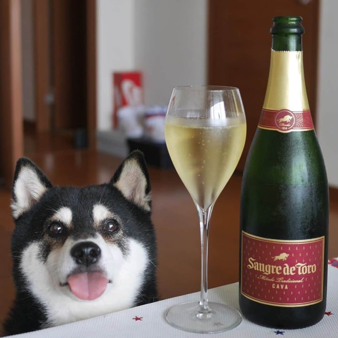くろさんのインスタグラム写真 - (くろInstagram)「昼泡🍾週末の正しい過ごし方👅 #昼泡 #昼シャン #目線の先にはおやつ #sangredetoro #サングレデトロ #エノテカ #デイリースパークリングワイン #スパークリングワイン #カヴァ #イタレッセ #黒柴 #柴犬 #日本犬 #和犬 #晩酌犬 #モデル犬 #オファーお待ちしております #柴犬と一緒 #柴犬のいる生活 #柴犬のいる暮らし #わんこと一緒 #わんこのいる生活 #わんこのいる暮らし #わんダフォ #わんだふるjapan」6月29日 13時35分 - m6bmw