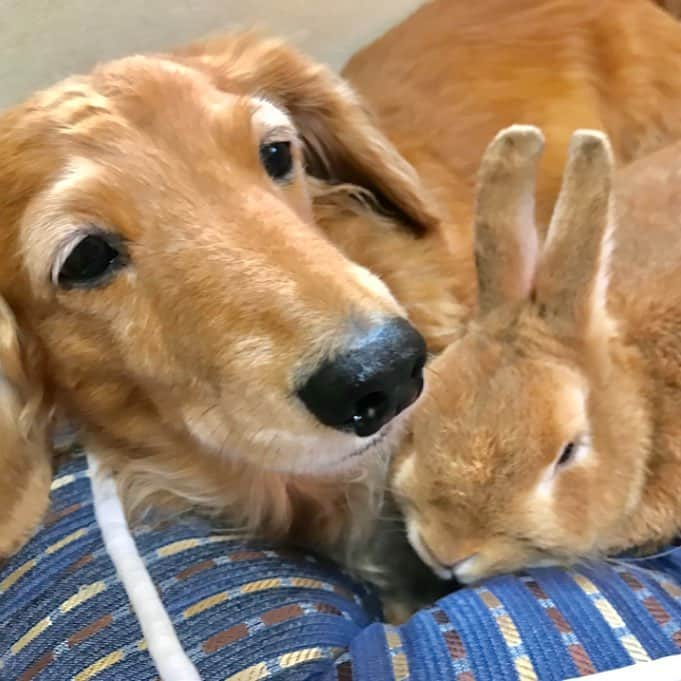 Chieko Shibutaさんのインスタグラム写真 - (Chieko ShibutaInstagram)「たろー🐶&うじゃこ🐰地方☔ たろー！ 連日 退屈⤵ お昼ねタイム💤　💤🐰☆彡 💕✨🐶🍀🐰✨💕 #dachshund #dachshunds #dachshundlove #dog #dogs #doglove #instadog #instagram #instagood #pet #pets #petsagram #cute #cutepe #cutepet #cutedog #cuteanimals #likes #09076999576 happy #smile #rabbit #ラビット #ミニュチュア #ミニュチュアダックス  #ミニュチュアダックスフント #うさぎ部 #うさぎ #ダックス #ダックスフンドロングヘアー#ねざーらんどわーふ」6月29日 13時43分 - chieko.81