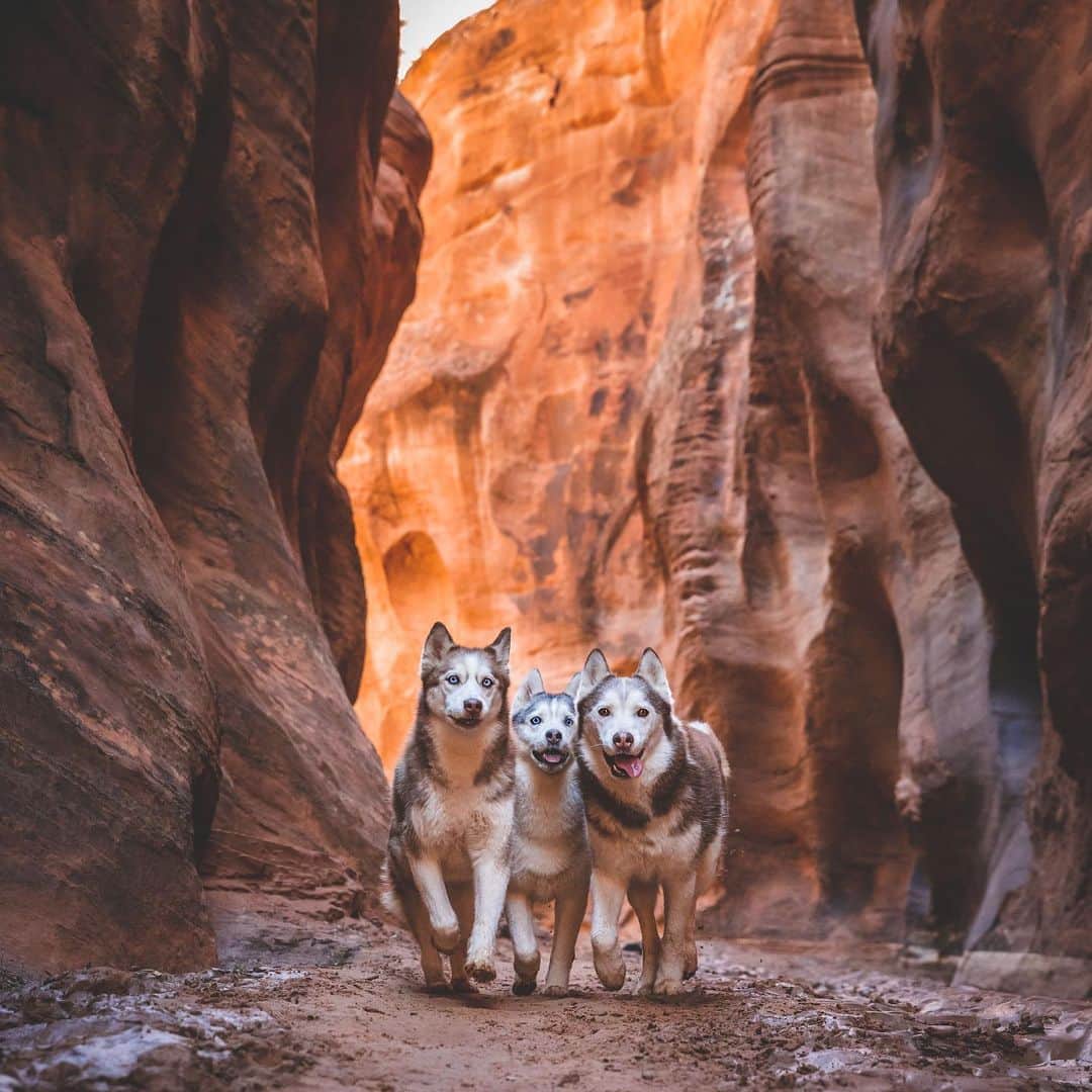 DogsOf Instagramのインスタグラム：「“Our squad leaders Jc and Vee weren’t crazy but we thought them proper #husky manners 😆 #NeverEndingAdventure” writes @huskysquad  #dogsofinstagram」