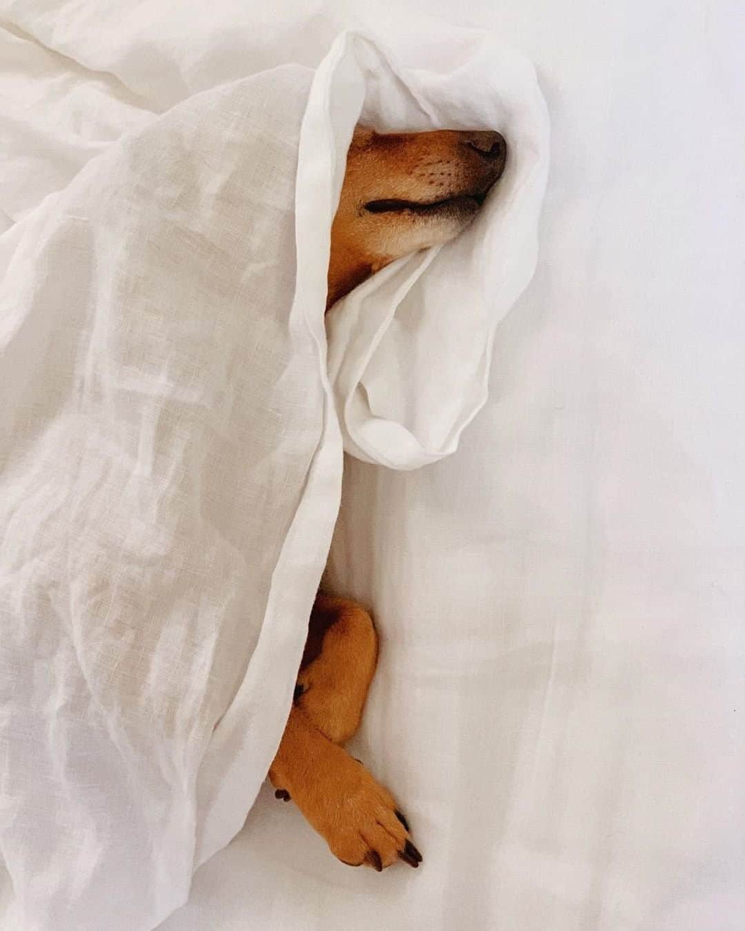 west elmさんのインスタグラム写真 - (west elmInstagram)「It's summer + it's the weekend. We got you.  Our @fairtradecertified Belgian Flax Linen bedding is ultra-breathable + soft (that gets better with every wash). #winwin 📸: @magnusthedoxie #FairTradeFriday #fairtradeusa #fairtradebedding #liveinlinen #summerlinens #linenbedding #dogsofwestelm #napsonnaps」6月29日 5時07分 - westelm