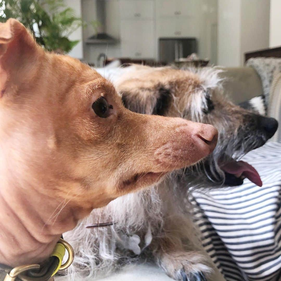 Tuna {breed:chiweenie} さんのインスタグラム写真 - (Tuna {breed:chiweenie} Instagram)「Eyes on the prize aka waving a sock around in front of them to get their attention 😂 #ernie #socks #shrivelneck」6月29日 5時25分 - tunameltsmyheart