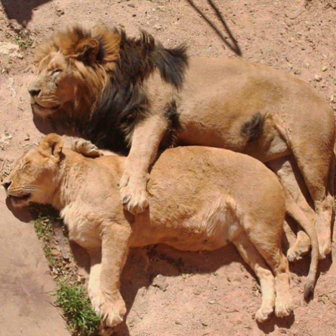 WildLifeさんのインスタグラム写真 - (WildLifeInstagram)「Follow @discoverlions for more photos of lions 🦁 photo by ©️Michael Krom」6月29日 5時56分 - wildlifepage