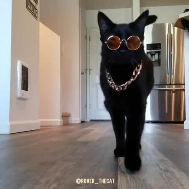 のインスタグラム：「FUTURE SO BRIGHT I GOTTA WEAR SHADES⠀ ⠀ 📹@rover_thecat⠀ ⠀ #meowed #roverthecat #blackcat #rescuedkitty #adoptdontshop」