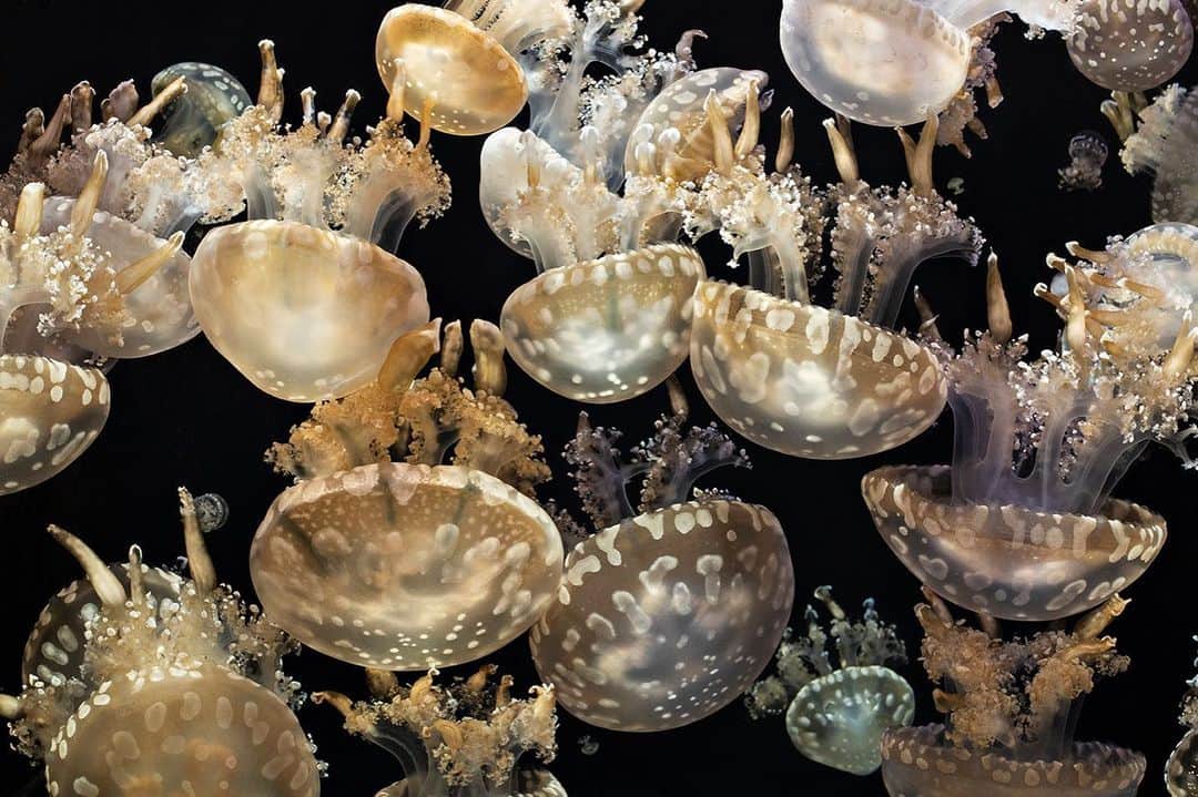 のインスタグラム：「Photo by @davidliittschwager | Spotted jellies, which drift in South Pacific bays and lagoons, swim up during the day so that tiny plantlike organisms that live inside them and nourish them can catch the sun. Their feathery arms are lined with stinging cells and mini-mouths that eat animal plankton. #JellyFish #Underwater」