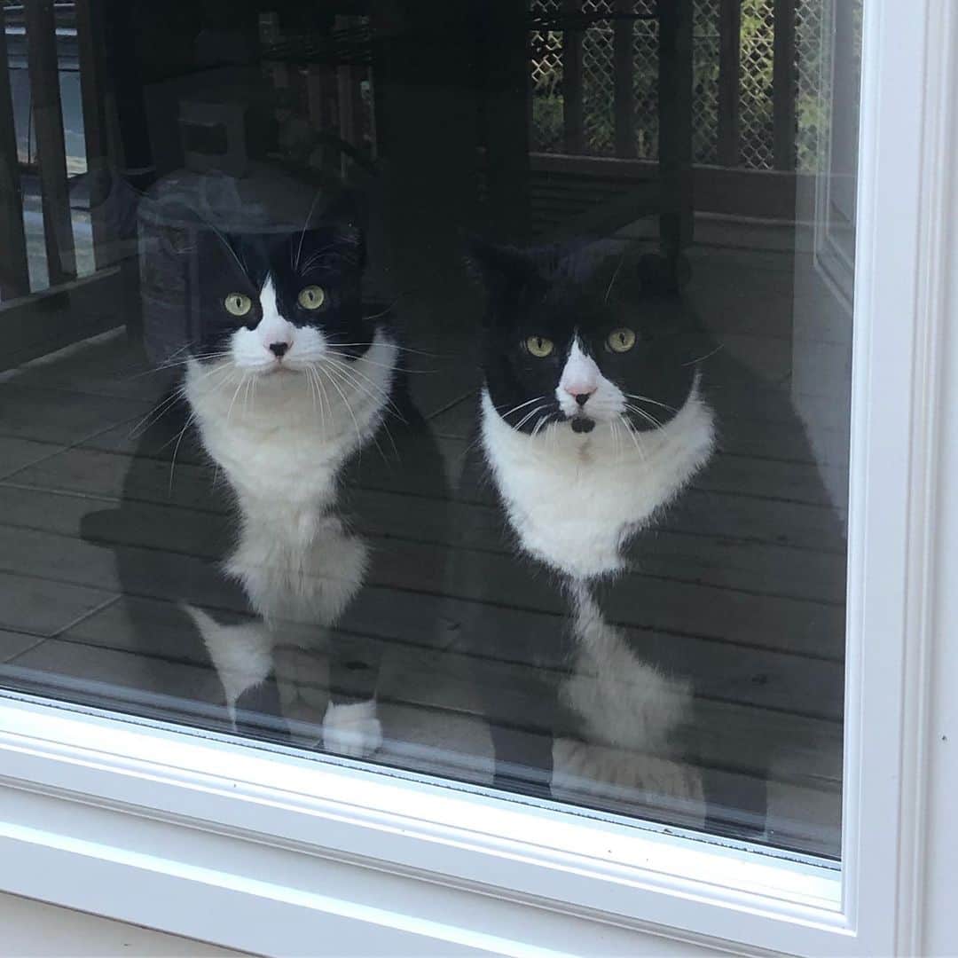 Tuxedo Cat Brosのインスタグラム：「We got a new storm door and now we have an audience when we eat outside. ☀️🙄」