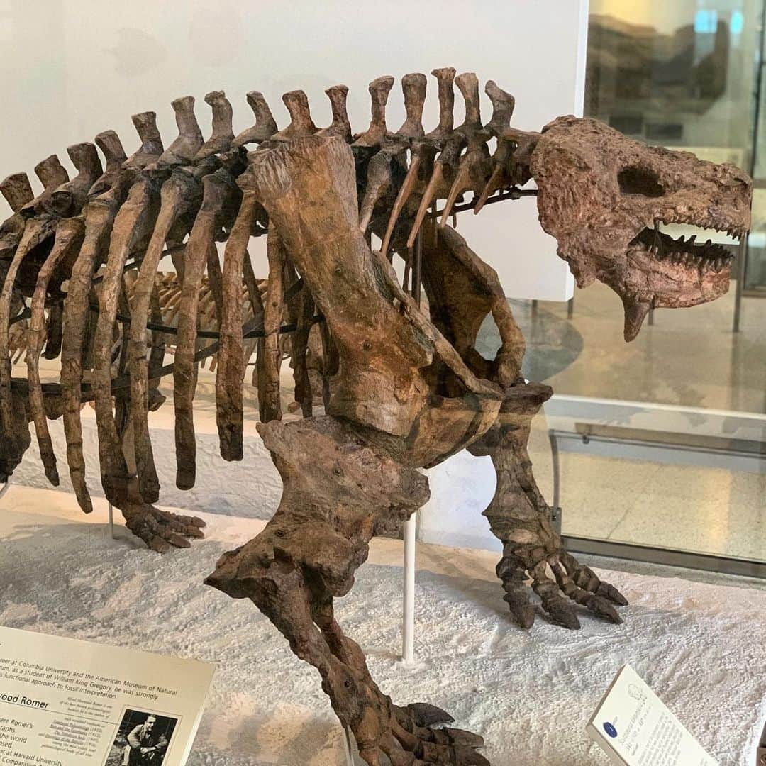 アメリカ自然史博物館さんのインスタグラム写真 - (アメリカ自然史博物館Instagram)「This Fossil Friday, get to know Scutosaurus karpinskii! Also called the “shield lizard,” this animal lived about 253 million years ago during the Late Permian. Scutosaurus is one of the pareiasaurs, a group of early sauropsids that were probably related to the smaller procolophonids. The pareiasaurs had spikes and thickened knobs around the skull. Their teeth were simple pegs, presumably adapted for eating plants. Pareiasaur fossils have been found in Africa, Europe, and Asia. Spot this one in the Museum’s Hall of Vertebrate Origins. Photo: © AMNH」6月29日 7時05分 - amnh