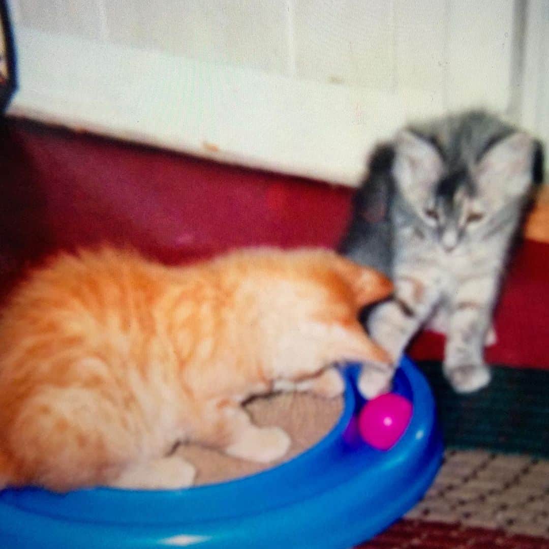 レイチェル・ボランさんのインスタグラム写真 - (レイチェル・ボランInstagram)「King Clarence and his sister Bristol at about 4 weeks. Two weeks earlier they were found in a dumpster covered in dirt and fleas. #cats #cat #kitten #catsrule」6月29日 7時19分 - officialrachelbolan