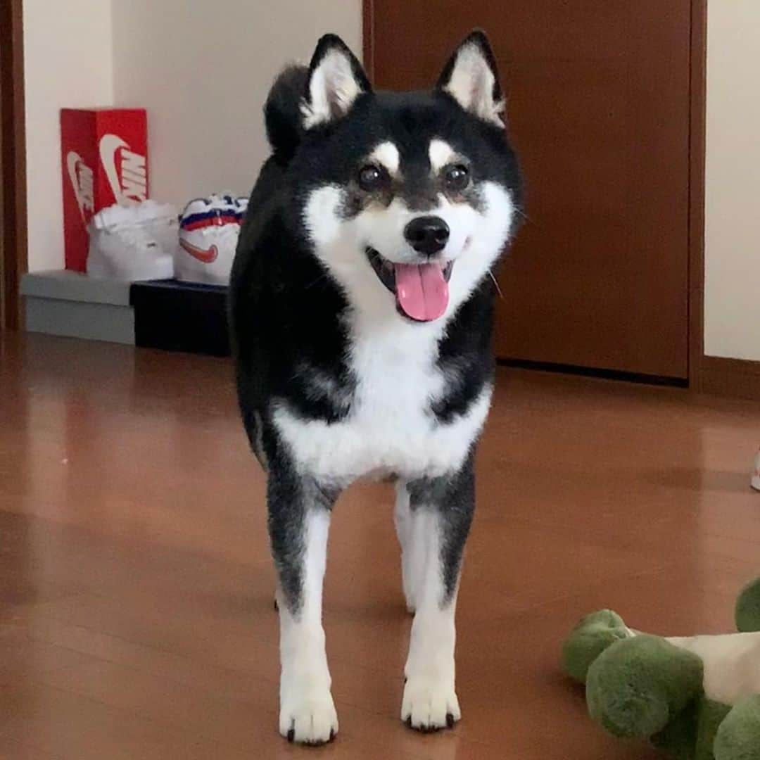 くろさんのインスタグラム写真 - (くろInstagram)「おはよう豆👅 #スマイル豆 #癒し犬 #kuroshiba #blackshiba #shibainu #shibastagram #instadog #dogstagram #柴犬 #黒柴 #黑柴 #日本犬 #和犬 #シニア犬 #いぬら部 #ふわもこ部 #柴犬部 #モフモフ生命体 #柴犬のいる暮らし #わんこのいる暮らし #わんこのいる生活 #わんこと一緒 #わんダフォ #わんだふるjapan」6月29日 7時25分 - m6bmw