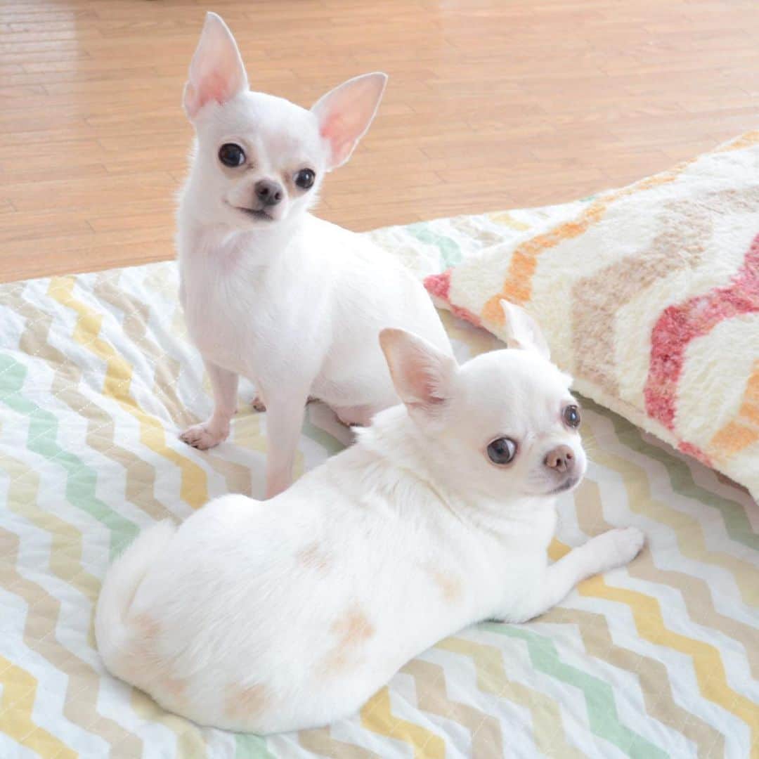 KORIKIのインスタグラム：「#蔵出し写真 で おはようございます♪ * #repost ? #dogofsapporo #dog, #dogs, #dogstagram,#chihuahua,#犬バカ部,#チワワ,#koriki, #hanadog #白スムチ連合会, #スムチー,  #dogofthedayjp, #dogoftheday  #ilovemydog #instadog #instapet #WhiteChihuahua  #吉娃娃 #치와와  #dogsofinstagram #Chihuahualover  #チワワの輪 #barkbox #WhiteChihuahuaParty #もふもふモフモフ」