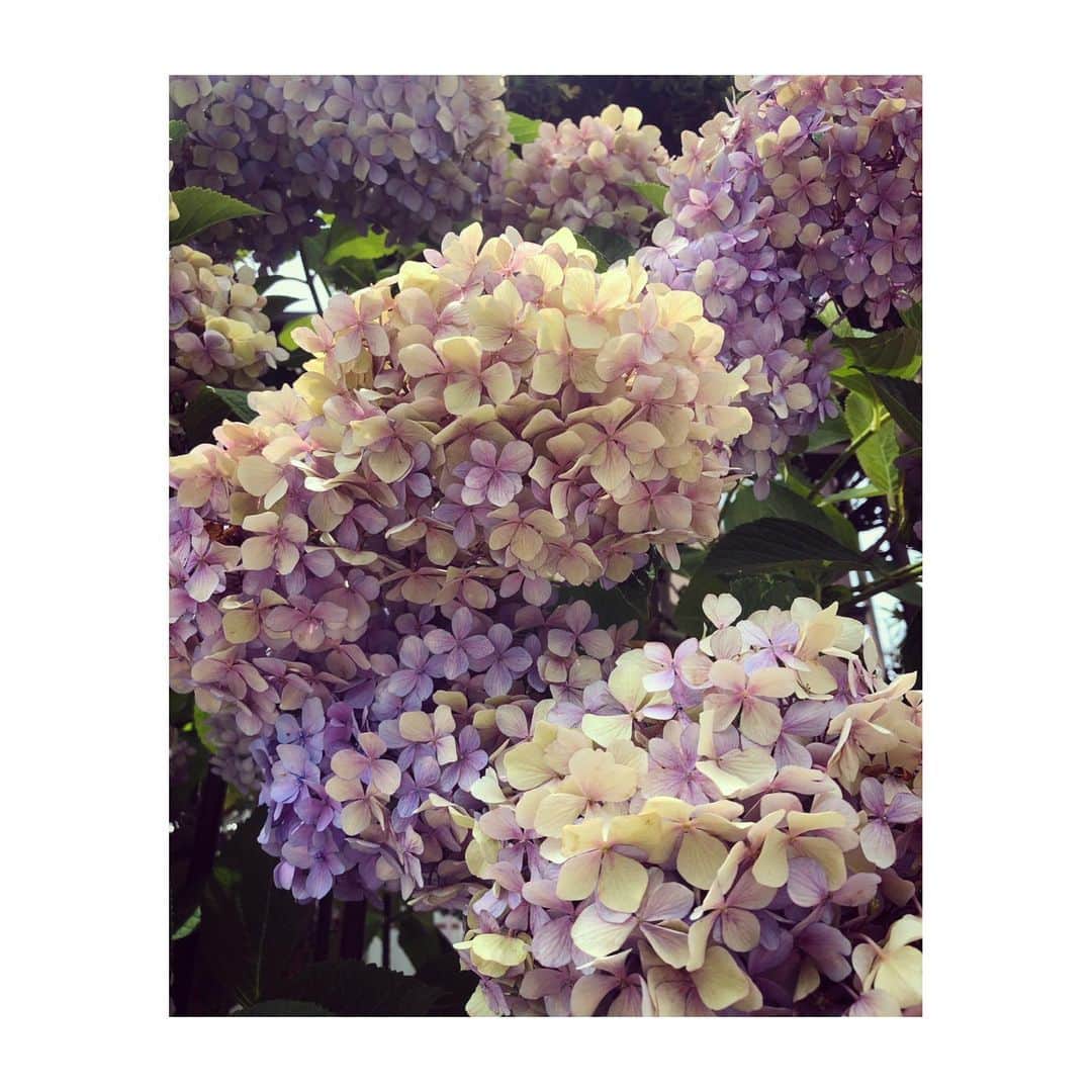 森千波さんのインスタグラム写真 - (森千波Instagram)「#1000hana . . . . . . . #hydrangea#flowers#purple#pink#nature#あじさい#花#自然#紫」6月29日 7時27分 - 1000wave