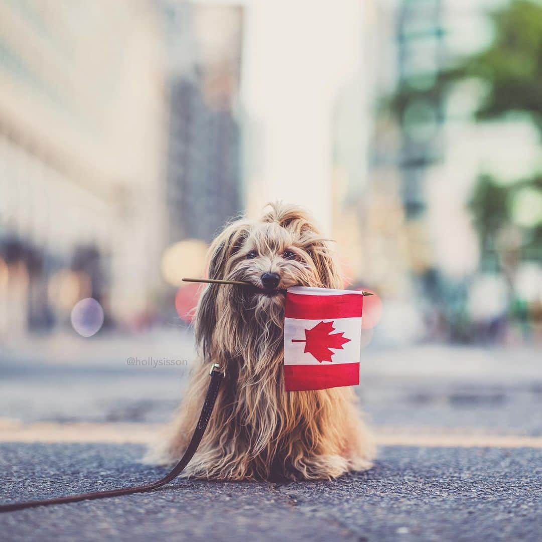Holly Sissonのインスタグラム：「Happy Canada Day weekend to my fellow Canadians! I will be taking a social media break to enjoy the long weekend with friends/family, see you next week! 🇨🇦🐶❤️ #Toronto #Havanesedog #canadaday ~ See more of Oliver, and Alice & Finnegan, on their pet account @pitterpatterfurryfeet ~ Canon 1D X MkII + 85 f1.4L IS @ f1.4 (See my bio for full camera equipment information plus info on how I process my images. 😊) ~ @bestwoof #bestwoof」