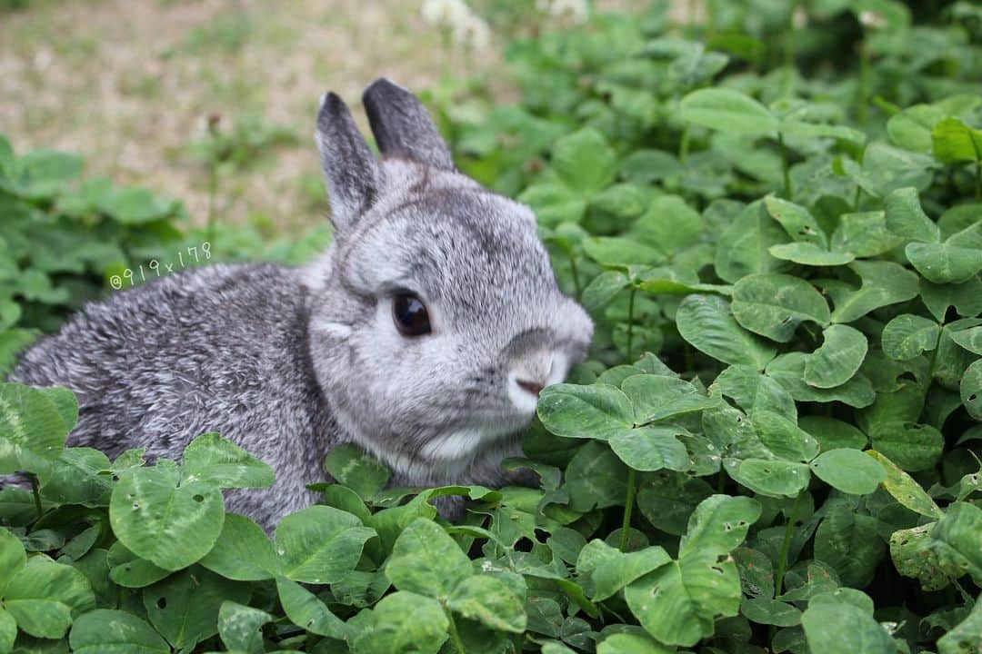 のインスタグラム：「私のうさぎ展のパネル応募が始まったので、 早速ポチッと応募しました。 この写真じゃないよ😂  今年はルーさんも一緒に参加✨  前半と後半で募集だって🎶 お気に入りの写真を選んで応募して、 パネルにして飾ってもらおう〜❤ #私のうさぎ展 #うさぎのおにわ」