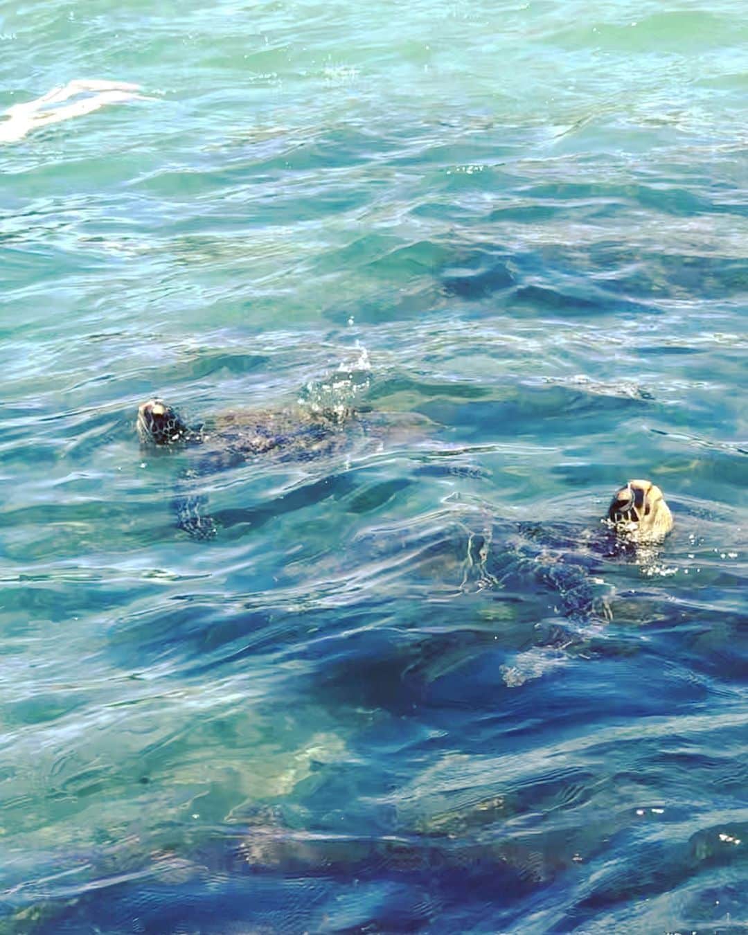 サマンサ・シザーリオさんのインスタグラム写真 - (サマンサ・シザーリオInstagram)「The most beautiful beach with the most adorable sea turtles that we can't get enough of! 🌊🐢」6月29日 7時51分 - sammi.kramer