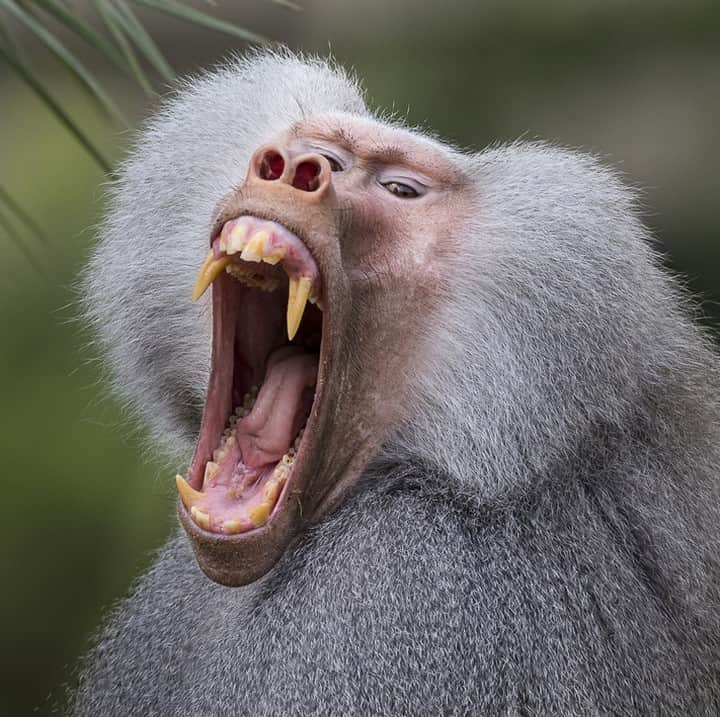 San Diego Zooさんのインスタグラム写真 - (San Diego ZooInstagram)「ATTENTION! ATTENTION! Starting today, we're open even later. #NighttimeZoo presented by @onemedical is getting wild till 9pm through 9/02. 🌙 #sandiegozoo #sdzooafricarocks #hamadryasbaboon #baboonstagram」6月29日 8時01分 - sandiegozoo