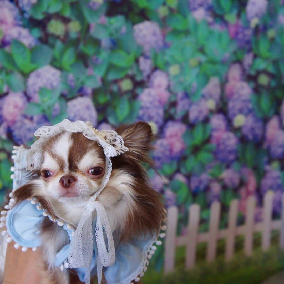 kayoのインスタグラム：「* * 今日も雨かなー？☂️🐌 * * @pandebouvi さんの 紫陽花☺️💗💗 * * Lychee💗 * * #chihuahua#chihuahualove#dogstgram#dog#instadog#チワワ#チワワ大好き * *」