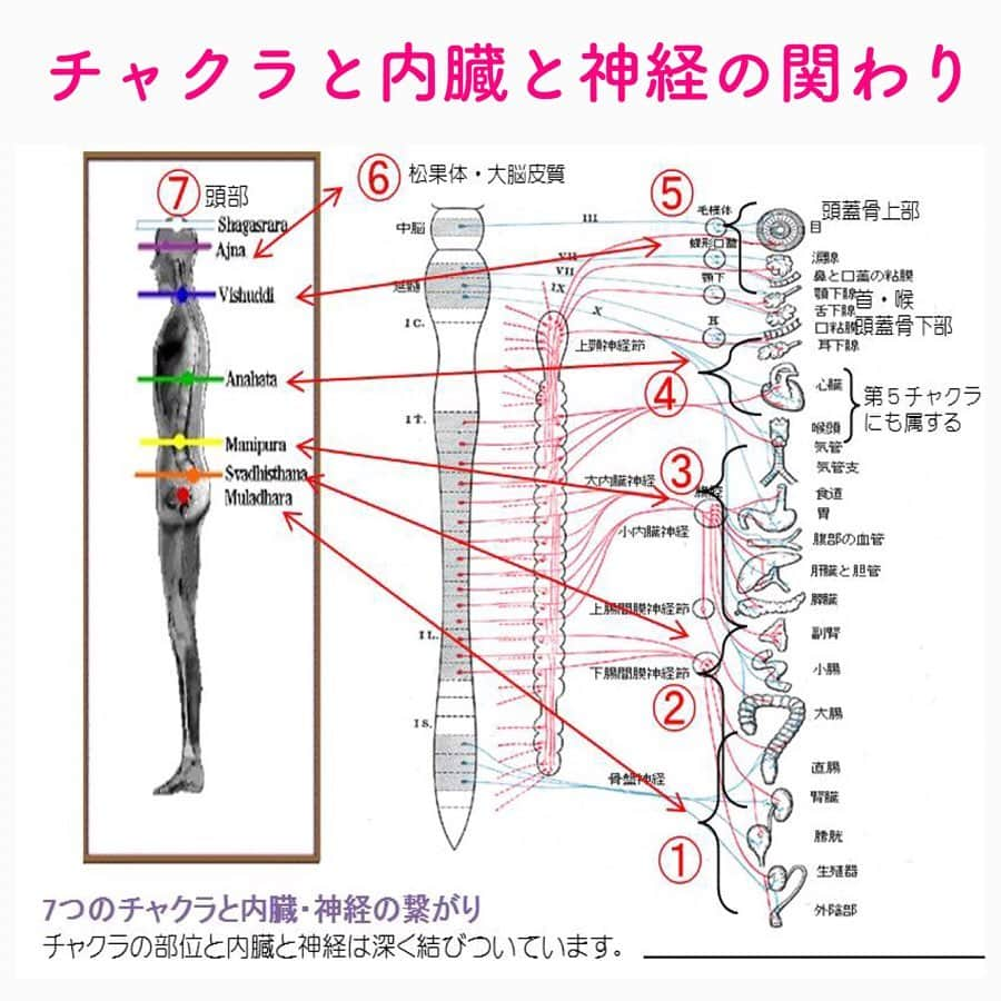 笑顔をリフォームする@健康小顔職人さんのインスタグラム写真 - (笑顔をリフォームする@健康小顔職人Instagram)「． 体癖たいへき、とは整体師・野口晴哉氏著書『体癖』で心と体の関係から人は特定の病気を患うということを発見し研究して生まれた言葉です。 ． 体癖は、幾つかの分類があり全て紹介すると長くなるのでこちらでは割愛します。詳細が気になる方は面白いので調べてみてくださいね。 ． 体癖を更に簡単にわかりやすく説明すると、人は心的ストレスを無意識に体の何処かに閉じ込めてしまう癖を持っていて、体に不調をきたして病を患ってしまう。ということです。 ． 更に現代風に(書籍は昭和20年代に出版)置き換えると、潜在意識とチャクラに結び付きます。身体に興味のある方はちょっと面白い考えだと思います。 ． 中医学でも気は全ての病に通ずる。病は気からの考えがあり、地球に人間という生命が誕生してからストレスとは切っても切れない関係なのです。 ． ストレスのない方は恐らくいらっしゃらないと思いますが、どうかうまく発散させながら上手に付き合って常に気を整えて病気に負けない体を作りましょう！ ． ． 今日も皆様にとって笑顔溢れる一日となりますように✨ ． ． 7月内山エナさんワークショップ開催 テーマは『自分を愛そう！』詳細はプロフ🔗→HP→information ． ． 💆🏻‍♀️顔のコリを感じたらお顔の整体「小顔整顔トリートメント」 👰ブライダル小顔🤰マタニティ小顔＆足リフレ ♨️代謝を上げる「Hot&Coldストーンリンパマッサージ」 ご予約はプロフ🔗→HP→予約サイトへ！ ． ． ✨マイナスエネルギーをデトックス！ 体癖の浄化や気を整えるチャクラエネルギーセラピー ※Hペッパー等の予約サイトからは予約できません。ご予約は必ずホームページからお願いします(プロフ🔗) ． ． 🍀リフトアップクリーム&ボタニカルオイル ネットショップにて発売中 https://yushian.thebase.in/ baceアプリ→小顔職人で検索🔍 ． ． #ストレス #潜在意識 #体癖 #チャクラ #不定愁訴 ． ． #幸せはいつも自分が連れてくる #笑顔は世界を明るくする #皆んなでハッピーになろう #自分を愛そう #幸せ貯金を貯めよう #世界が愛で溢れますように #自然治癒力は素晴らしい  #健康な小顔になろう #体温を上げて代謝を上げよう #心身共に整ってこそ美容 #笑顔をリフォームする小顔職人 #ネットショップでクリーム発売中 #ホットペッパー掲載中 #いつもご覧頂きありがとうございます」6月29日 8時30分 - kogao_shokunin
