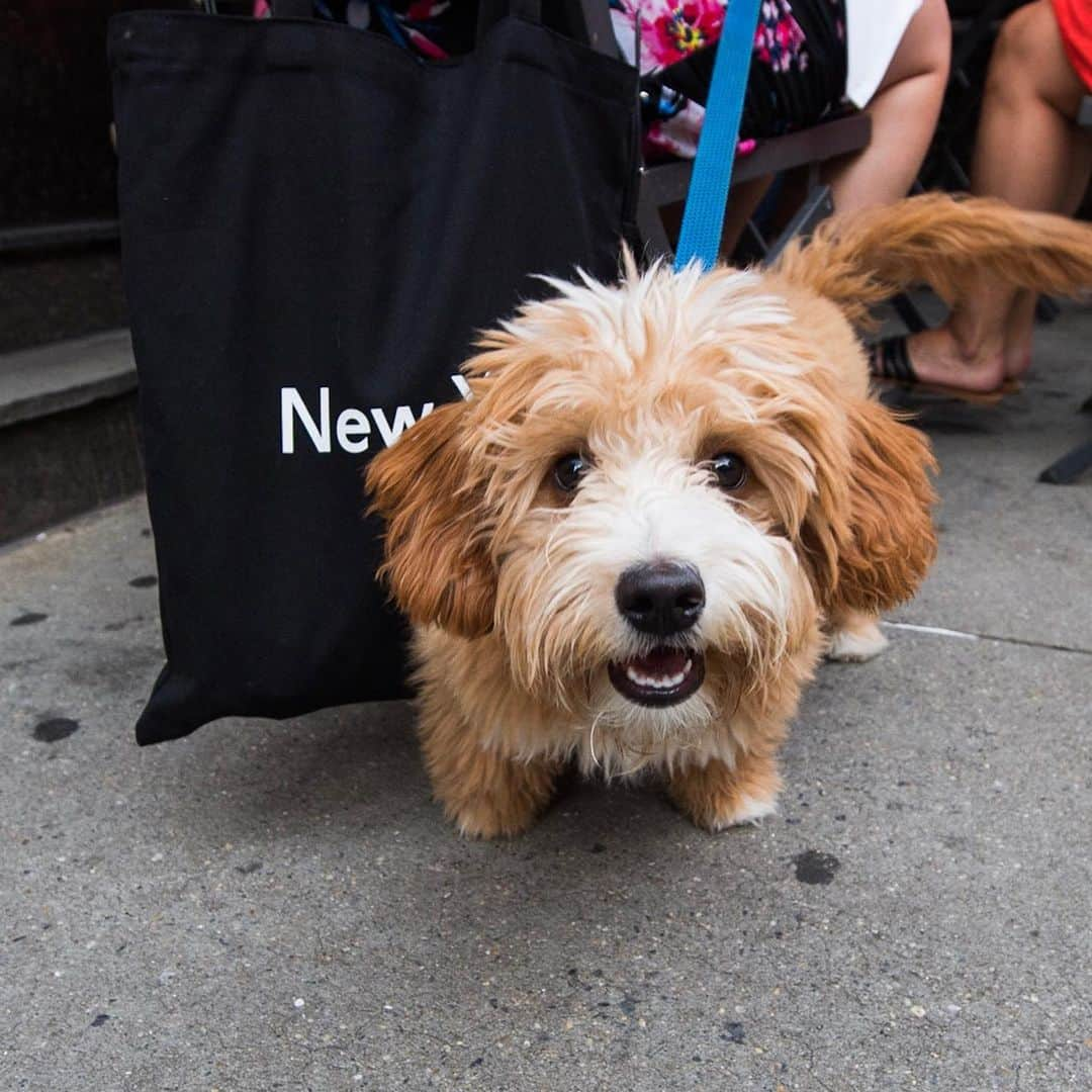 The Dogistさんのインスタグラム写真 - (The DogistInstagram)「Hudson, Miniature Goldendoodle (5 m/o), Grand & Mulberry St., New York, NY • “The breeder named him Goofy and it shows in his character. He's very brave but bumps his head a lot.”」6月29日 8時28分 - thedogist