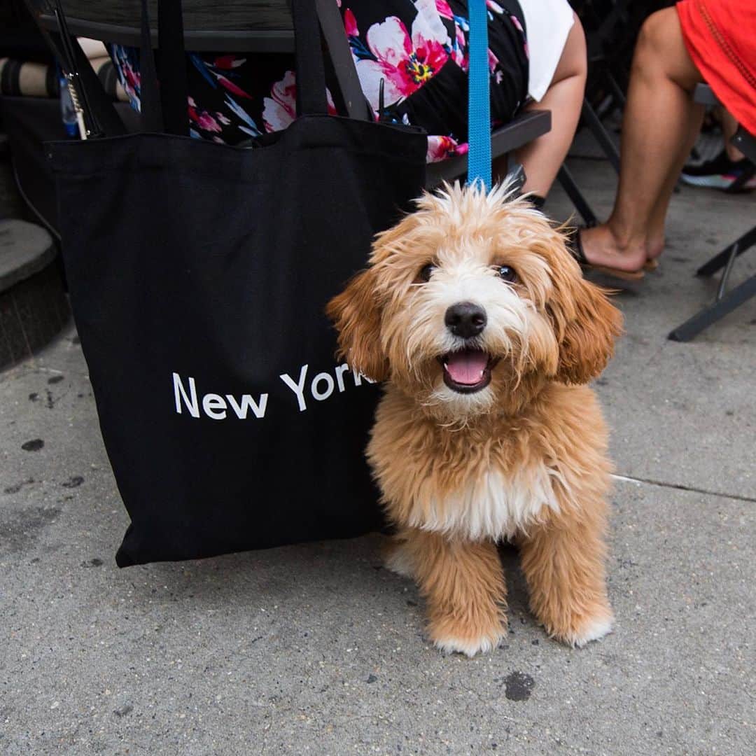 The Dogistさんのインスタグラム写真 - (The DogistInstagram)「Hudson, Miniature Goldendoodle (5 m/o), Grand & Mulberry St., New York, NY • “The breeder named him Goofy and it shows in his character. He's very brave but bumps his head a lot.”」6月29日 8時28分 - thedogist