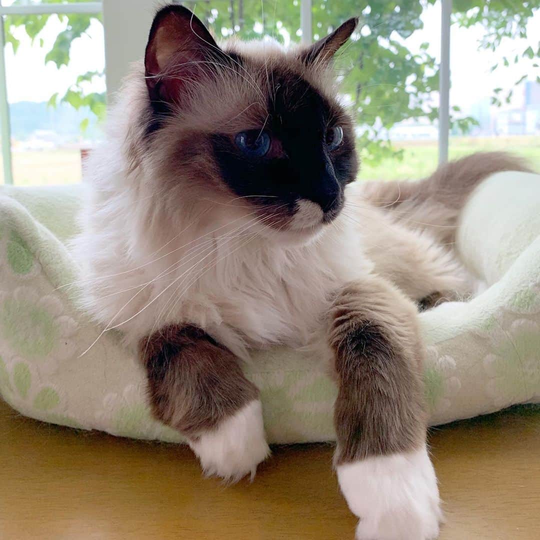 takegaeruのインスタグラム：「おはようございます😃 #cat #猫 #ragdoll #ラグドール #ホワイトポッチーズ」