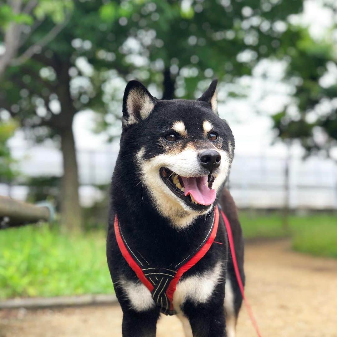 小川博永さんのインスタグラム写真 - (小川博永Instagram)「雨上がりの梅雨空。  #今朝まる #ししまる #dog #dogs #柴犬 #黒柴」6月29日 9時05分 - ogawahironaga