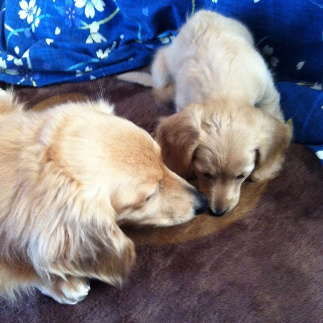 ハッチ＆ニコのインスタグラム：「Puppy Nico (2 months old) and Hatch 🐶!🐶? チビッコ写真を見せっこする親バカのタグ. #saturday_puppyfes  土曜日恒例パピフェスですよ～🐾. . #チビnico #pecoいぬ部 #カメラ嫌い同好会  #犬の生活が第一 #癒しわんこ #dachshund #犬バカ部 #短足部 #ふわもこ部 #tokyocameraclub #東京カメラ部」