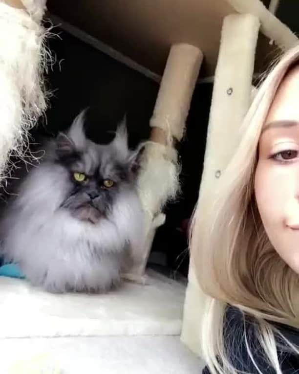 のインスタグラム：「Wait until the end to see how I feel about this nonsense...⠀ ⠀ 📹@junotheangrycat⠀ ⠀ #meowed #junotheangrycat #juno」