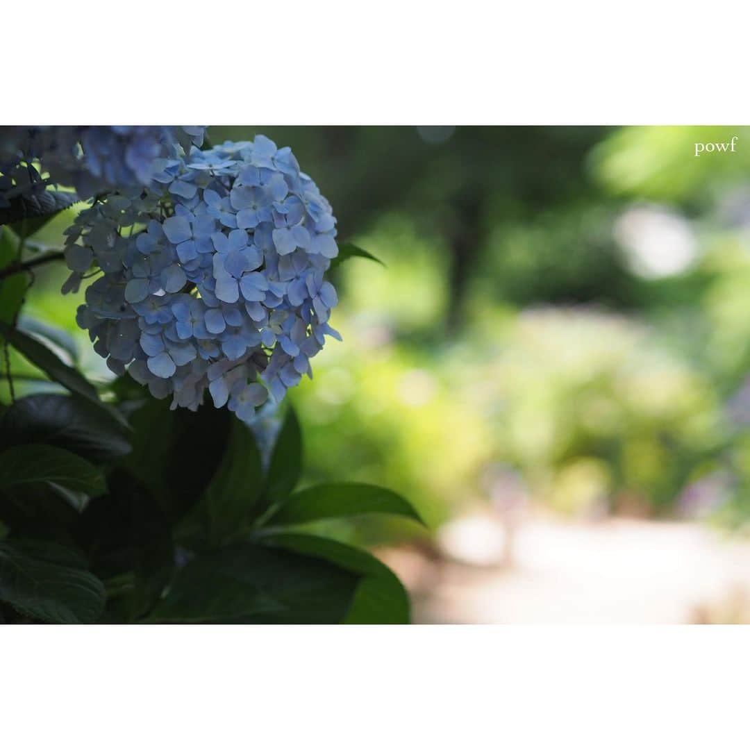 anemone_69のインスタグラム：「. ①〜③ #小平あじさい公園 ④あじさい公園に続く道 ⑤あじさい公園といつもセットの 隣りのカフェで買ったお菓子。 自転車でガタゴト持ち帰ったので レモンケーキの上の部分がつぶれてしまった💦 下はコナフェさんのレモンクッキー。 . . .」