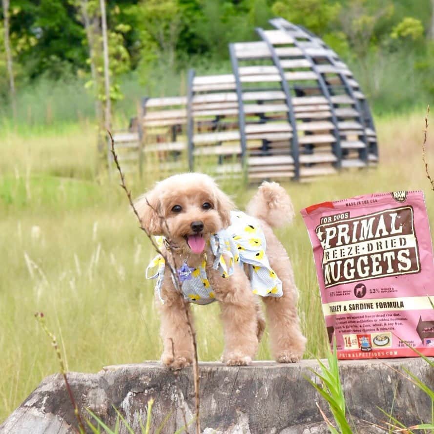 Truffle??松露?トリュフさんのインスタグラム写真 - (Truffle??松露?トリュフInstagram)「📆(29Jun19) Happy Smiley weekend!😁🌻So happy pawrents brought my yummy Primal to the park so that I can have a mini picnic there 🌾🥀☘️🌻#juronglakegarden #primalpetfoods #b2kpet #trufflenb2k #ilovepicnic」6月29日 10時27分 - trufflethetrouble