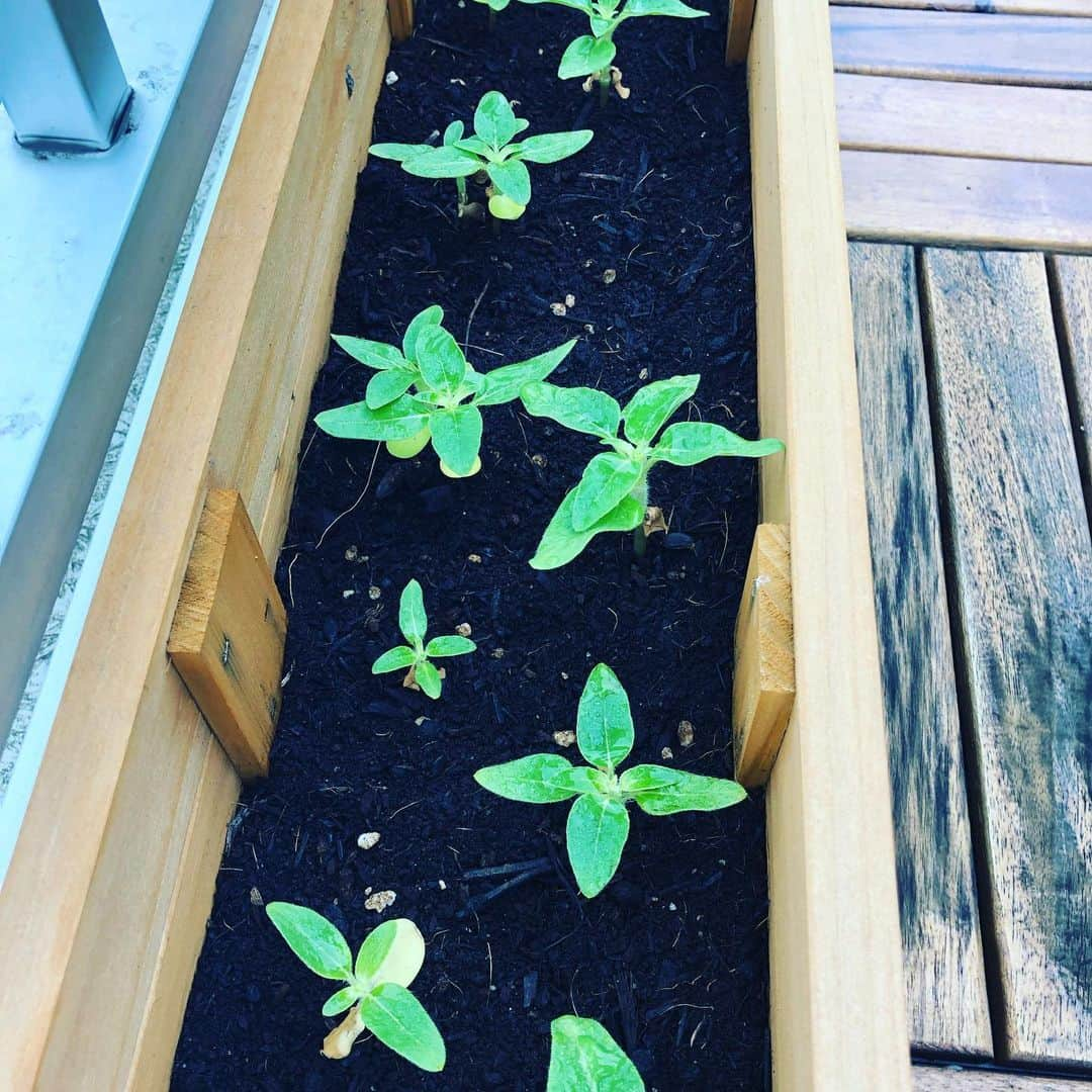 横山エリカさんのインスタグラム写真 - (横山エリカInstagram)「私のグリーン達🌱 枝豆はぐんぐん育っています🌿 ゴーヤは発芽までは結構うまく行っていたはずなのに、、芽を出したのは結局この子1人😵 人参はちょっとずつ成長しています🥕 4枚目は向日葵🌻花壇いっぱいに植えたからどうなるか楽しみ〜🤗 #green813 #みどりのある暮らし #gardening #summer #rainyseason」6月29日 10時41分 - erika0630