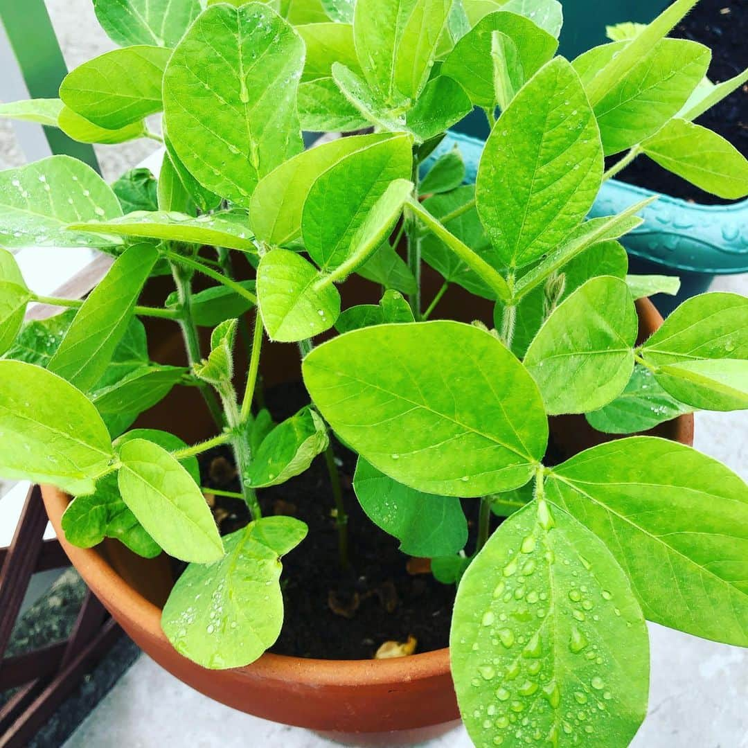 横山エリカさんのインスタグラム写真 - (横山エリカInstagram)「私のグリーン達🌱 枝豆はぐんぐん育っています🌿 ゴーヤは発芽までは結構うまく行っていたはずなのに、、芽を出したのは結局この子1人😵 人参はちょっとずつ成長しています🥕 4枚目は向日葵🌻花壇いっぱいに植えたからどうなるか楽しみ〜🤗 #green813 #みどりのある暮らし #gardening #summer #rainyseason」6月29日 10時41分 - erika0630