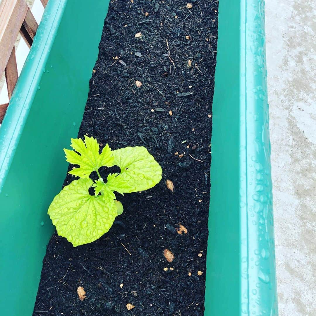 横山エリカさんのインスタグラム写真 - (横山エリカInstagram)「私のグリーン達🌱 枝豆はぐんぐん育っています🌿 ゴーヤは発芽までは結構うまく行っていたはずなのに、、芽を出したのは結局この子1人😵 人参はちょっとずつ成長しています🥕 4枚目は向日葵🌻花壇いっぱいに植えたからどうなるか楽しみ〜🤗 #green813 #みどりのある暮らし #gardening #summer #rainyseason」6月29日 10時41分 - erika0630