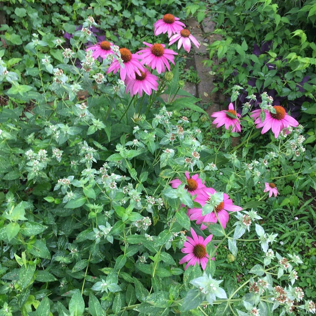 井上荒野さんのインスタグラム写真 - (井上荒野Instagram)「咲かないつもりか？と思っていたゲラニウムブルーサンライズがやっと咲いて嬉しい雨の朝。2枚目はエキナセアとマウンテンミント。」6月29日 10時38分 - arereno