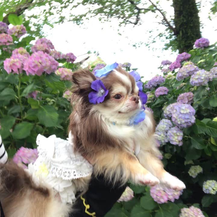 kayoのインスタグラム：「* * この日は全然泳がない らいちん😅😂 * * Lychee💗 * * #紫陽花 #矢田寺 #chihuahua#chihuahualove#dogstgram#dog#instadog#チワワ#チワワ大好き * *」
