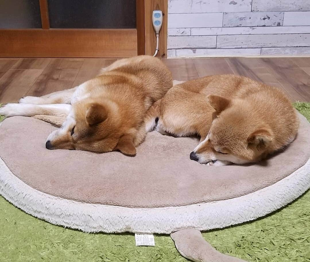 柴犬たま Shibainu Tamaのインスタグラム