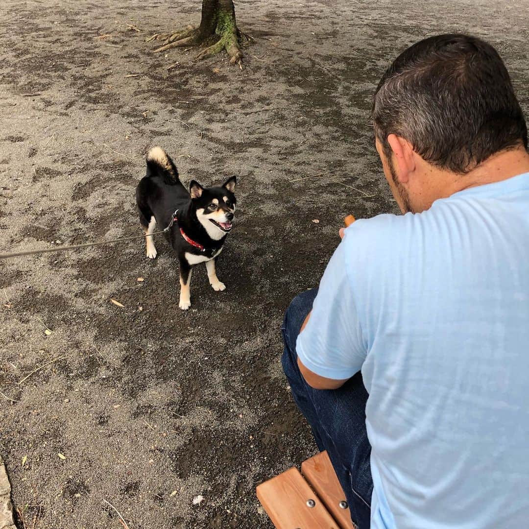 vo_coのインスタグラム：「2019.06.28 昨日はダディマミーの会をハシゴしてきましたよ ダディとこたつ…遠近法が間違ってる(笑) お土産も頂いてありがとうございました この先も楽しく気を付けてご旅行続けて下さいね！ @curlyshibatail @cbcroniniv * #進撃のダディ #ダディーと柴 #マミーと柴 #shibastagram #instashiba #shiba #shibainu #黒柴 #柴犬 #間違った遠近法」