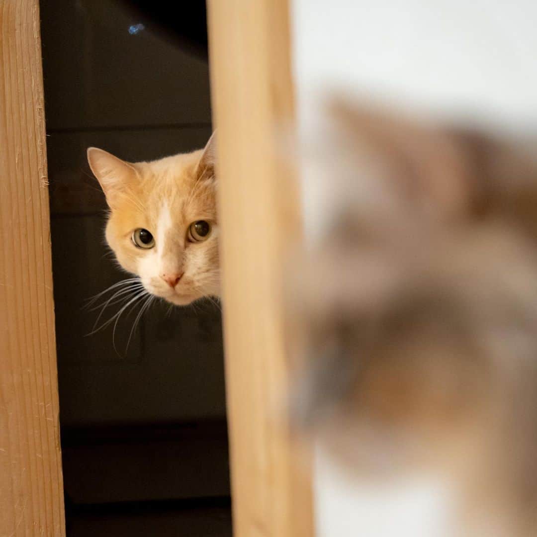 マアルのインスタグラム：「我が家の「きなこ」 #🐈 #猫好きさんと繋がりたい #北海道 #旭川市 #ペットホテル」